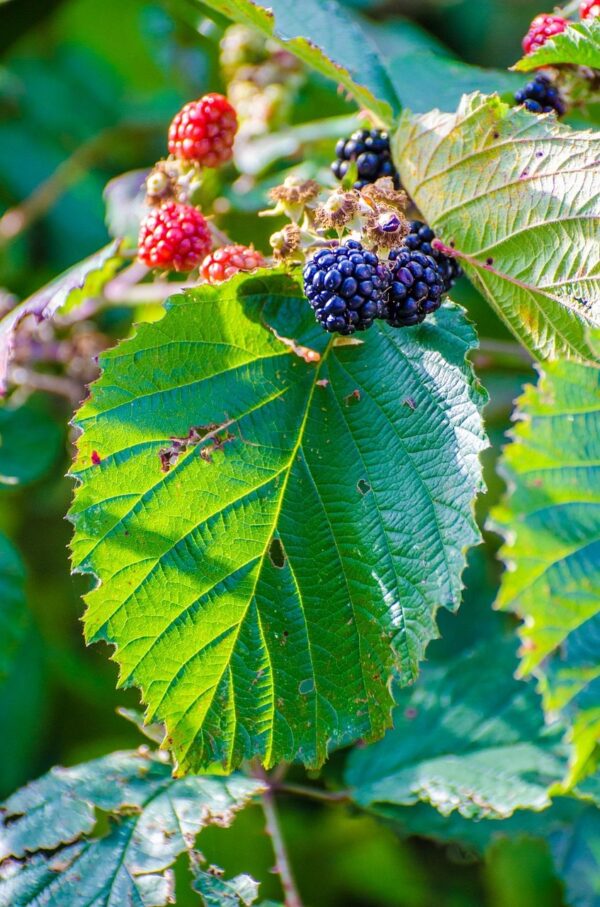 blackberry, bush, plant, berry fruit, fruit, thorn bush, food, green, macro, black, nutritional supplement, gourmet, nature, brambleberry, outdoors, ripe, leaf, color image, summer, autumn, day, drink, sweet food, food drink, healthy eating, green eating, green nutrition